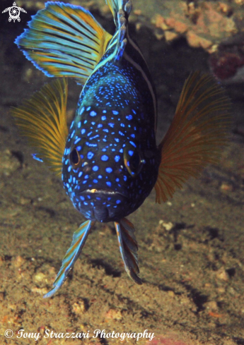 A Eastern Blue Devilfish