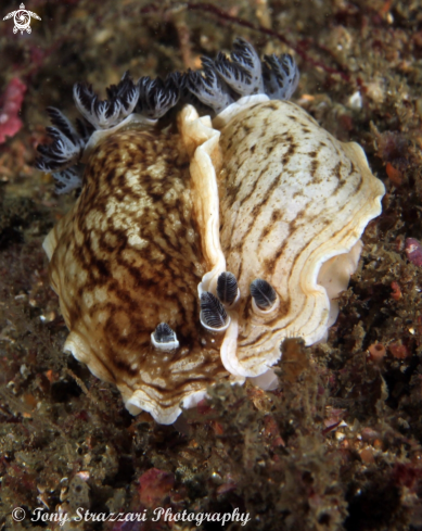 A Aphelodoris varia | Pancake Aphelodoris