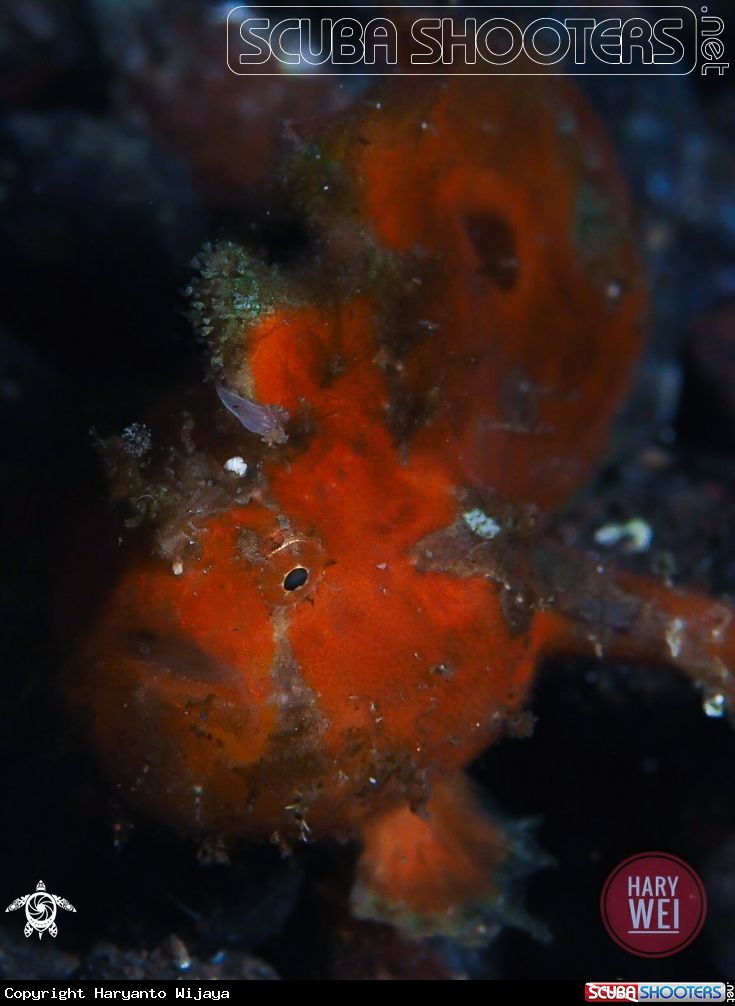 A Painted Frogfish, juvenile