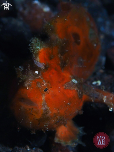 A Painted Frogfish, juvenile