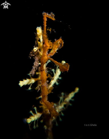 A Skeleton Shrimp