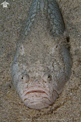 A Uranoscopus bicinctus, Marbled Stargazer | Stargazer