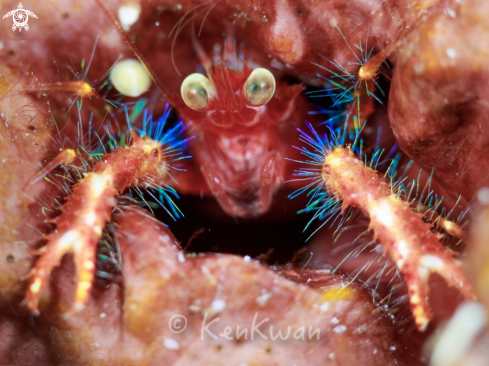 A Helmet Crab