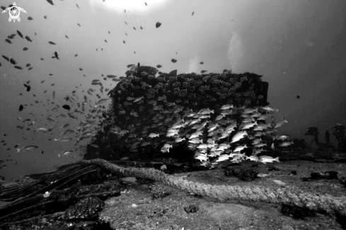 A Jebedah  Shipwreck Mauritius