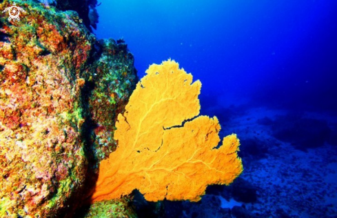 A Whale Rock dive site Gorgonian Coral 