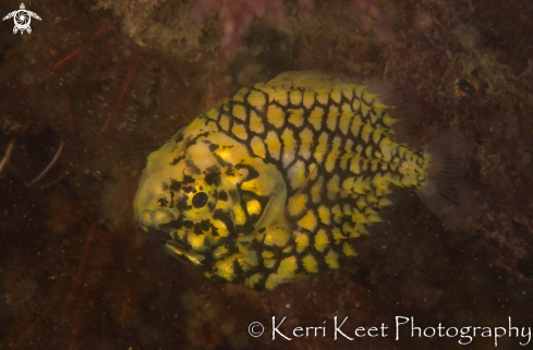 A Pineapple fish