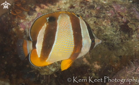 A Butterfly fish