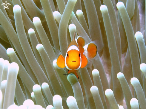 A Anemonefish