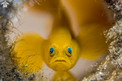 A Lubricogobius exiguus  | Yellow Pygmy Goby