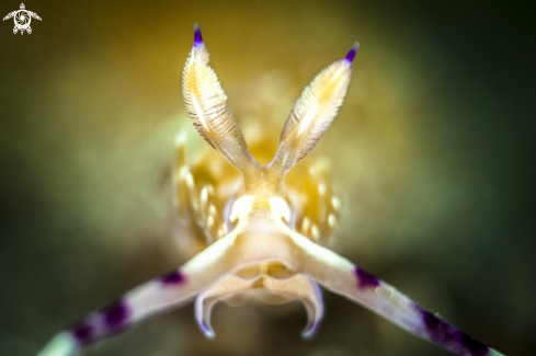 A Nudibranch