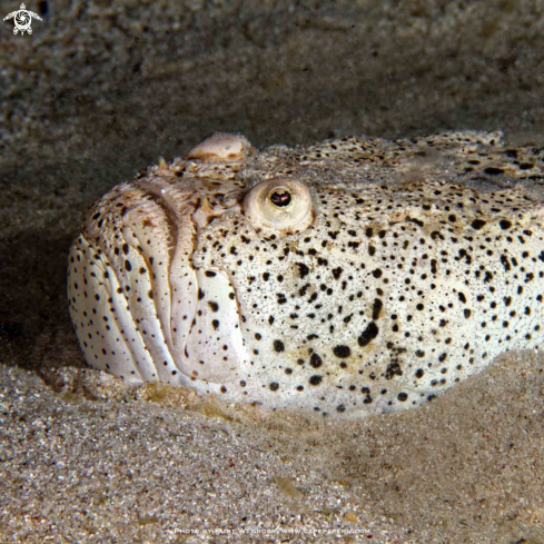 A Uranoscopus bicinctus, Marbled Stargazer | Stargazer