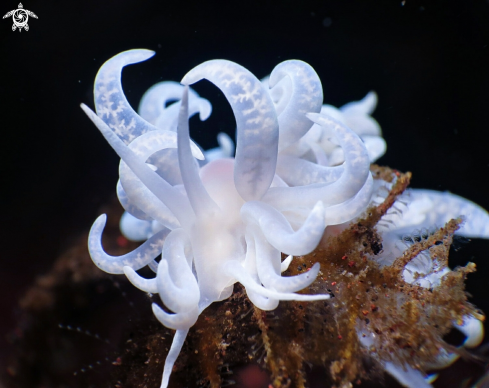 A Nudibranch