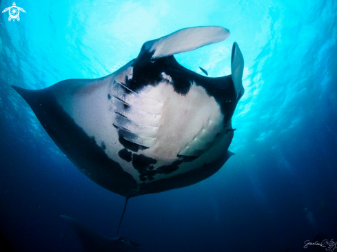 A Manta Ray