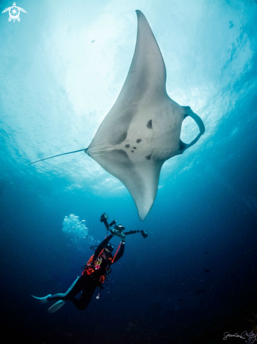 A Diver and Manta Ray