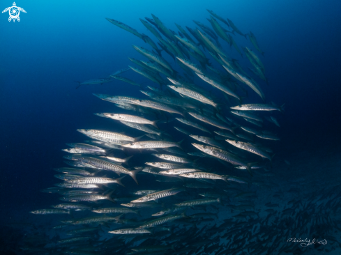 A Barracuda