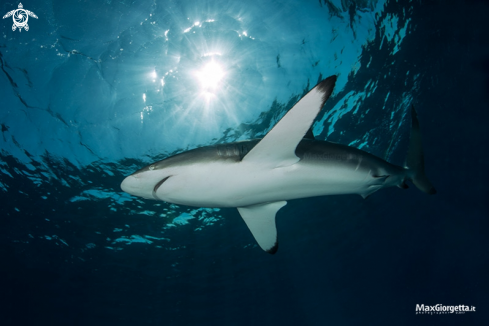 A silk shark