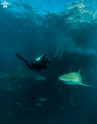 A Lemon Shark