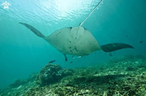 A manta ray