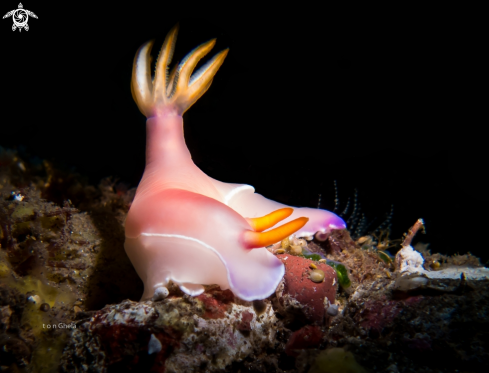 A Hypsilodores bullocki | Nudibranch