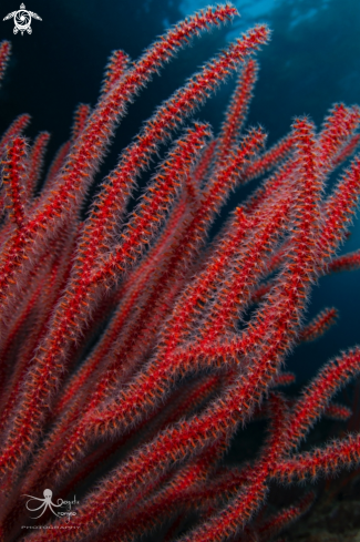 A soft coral