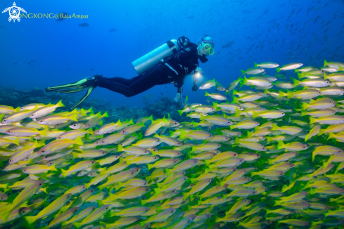 A Yellow snapper