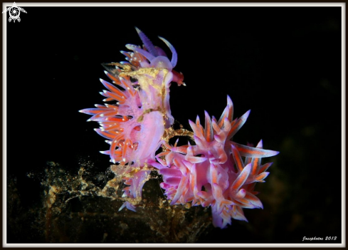 A flabellina pedata | 