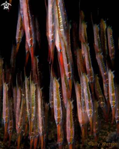 A Razorfish