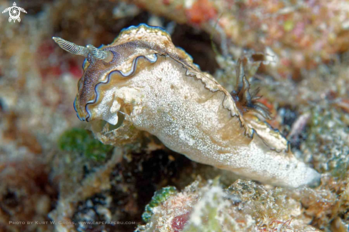 A Glossodoris hikuerensis | Nudibranche