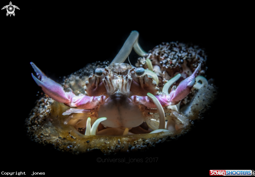 A Harlequin Crab 