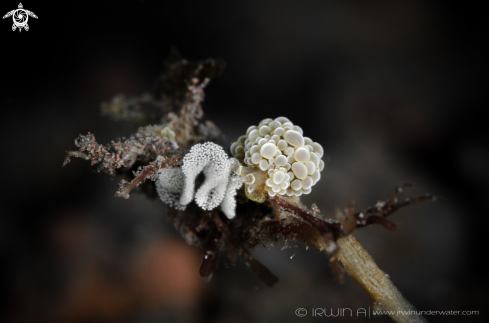 A Doto ussi/Dotidae | Nudibranch laying eggs