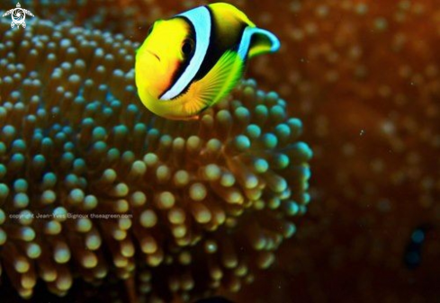 A Clownfish Anemone fish