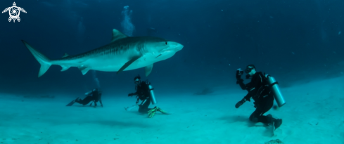 A Galeocerdo cuvier | Tiger Shark