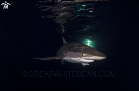 A Silky Shark