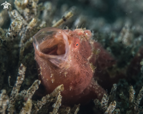 A Painted frogfish