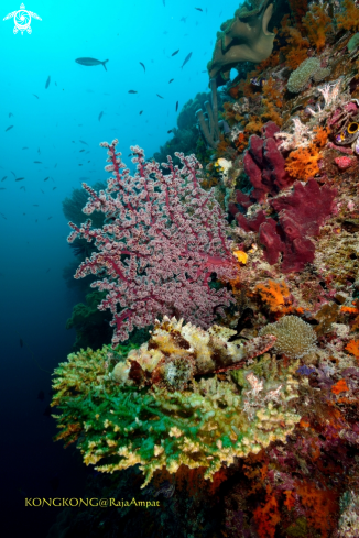 A Scorpion fish