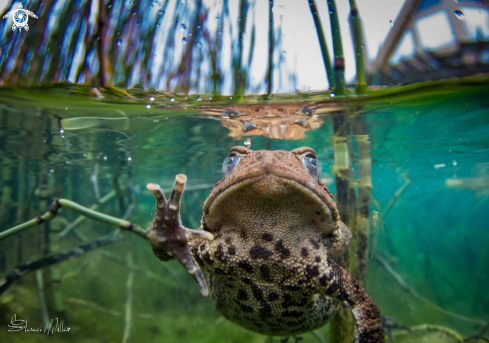 A Chorus frog