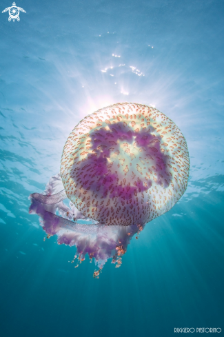 A Pelagia noctiluca | Jellifish