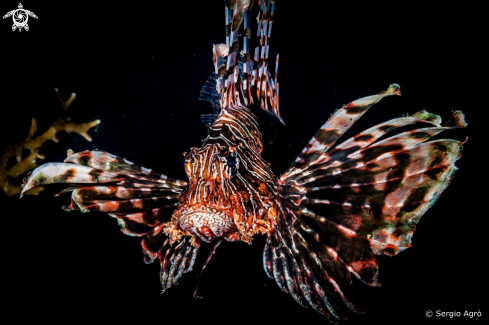 A Lion fish