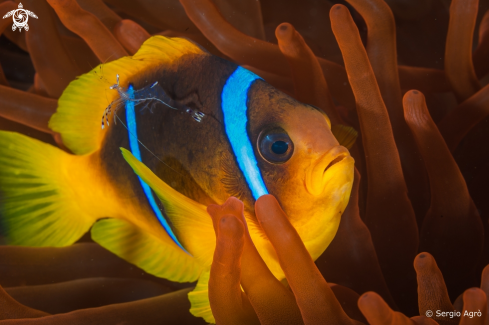 A Amphiprion bicinctus | Clown fish