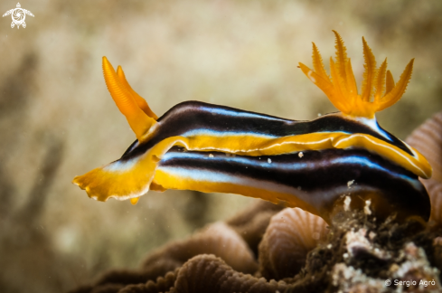 A Chromodoris quadricolor | Nudibranco