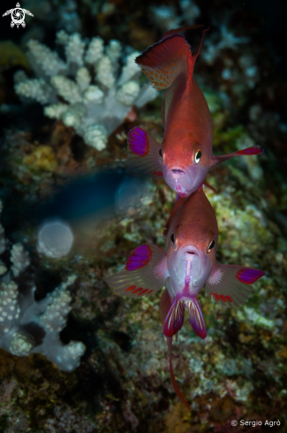 A Pseudanthias squamipinnis | Anthias