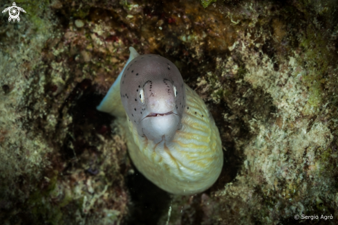 A Gymnothorax griseus | Murena grigia