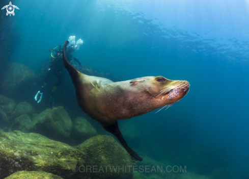 A Sea Lion