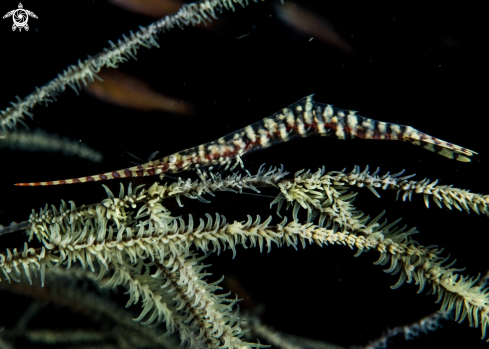 A Tozeuma armatum | Sawblade shrimp