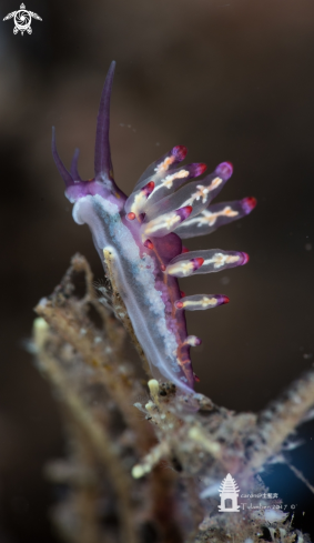 A Nudibranch