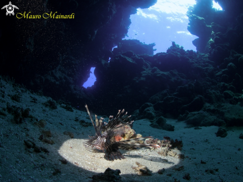 A Lionfish