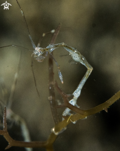 A Skeleton shrimp