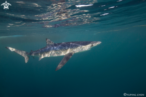 A Prionace glauca | Blue Shark