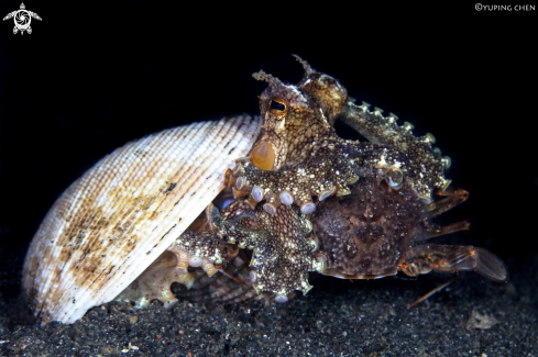 A Coconut Octopus