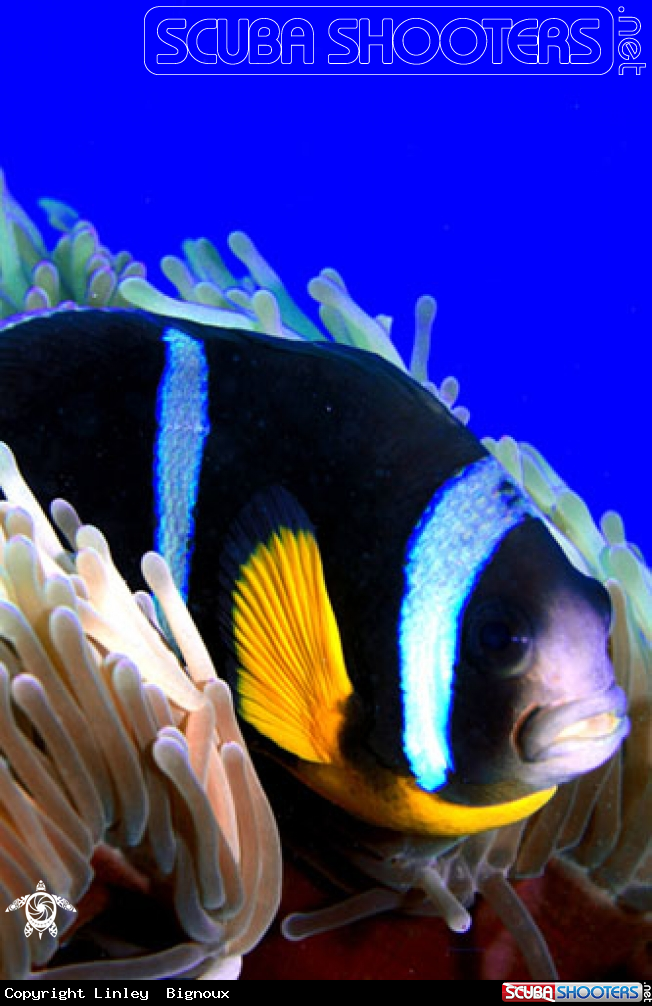 A Amphiprioninae